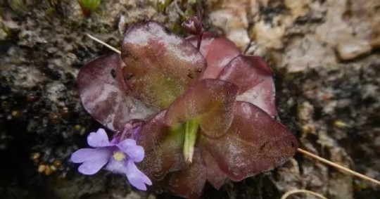 Las plantas fueron descritas en las provincias de Loja y Zamora Chinchipe por investigadores del Herbario QCA de la Pontificia Universidad Católica del Ecuador / Foto: cortesía