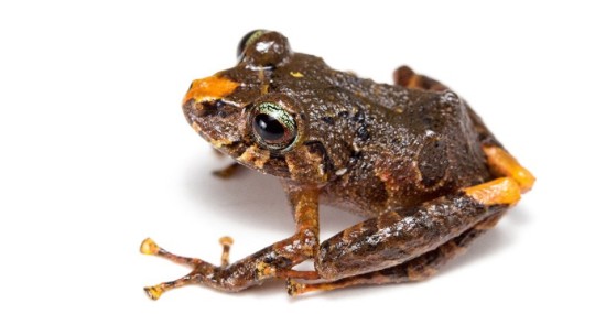 Dentro de Ecuador, los bosques montanos amazónicos son la región con mayor riqueza de especies y donde se han descubierto la mayoría de Pristimantis durante los últimos años / Foto: cortesía ministerio de Ambiente