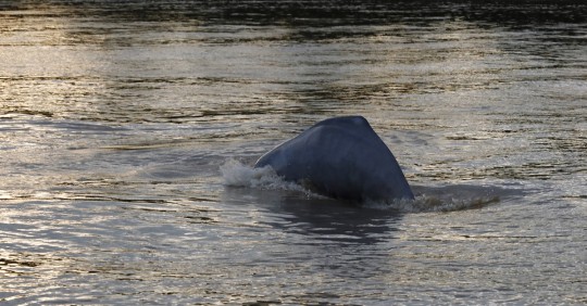 Las dos especies de delfines de río en Ecuador, que son el rosado y el gris, "se encuentran en peligro y en peligro crítico de extinción" / Foto: EFE 