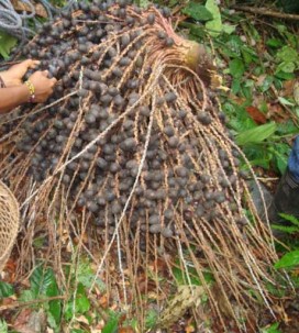 Bebidas ancestrales se preparan con la unguragua