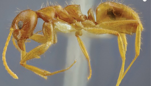 Estudio halla hormigas en Ecuador solo descritas en Colombia y Centroamérica / Foto: cortesía Revista Brasileira de Entomología