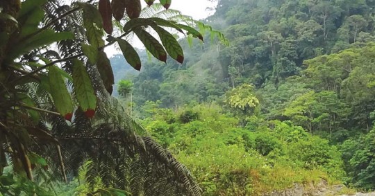 Esta zona protegida alberga especies en peligro de extinción, como el jaguar, el tigrillo y el mono aullador/ Foto: cortesía Sistema Nacional de Áreas Protegidas