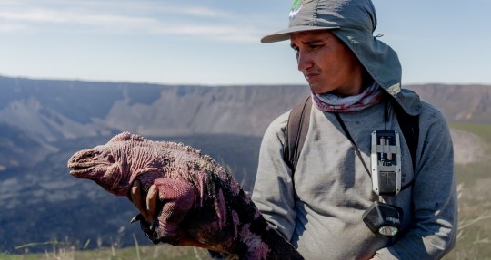 Expertos preparan proyecto de conservación de la iguana rosada en Galápagos / Foto: EFE