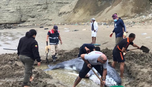 Rescatistas y voluntarios ayudan a ballena varada en Anconcito / Foto: cortesía Ministerio de Ambiente