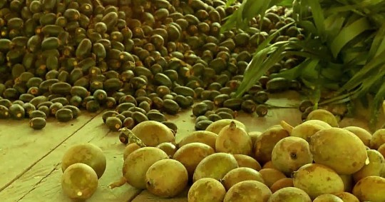 Es una fuente natural de tintura, utilizada para adornar cabellos, rostros y cuerpos/ Foto: cortesía