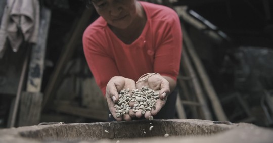El café es parte esencial de la identidad e historia de Ecuador y desde hace 200 años, este producto ha permitido el desarrollo económico y productivo del país / Foto: cortesía UTPL