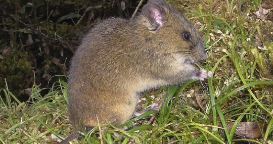 Nueva especie de ratón andino en el Parque Nacional Sangay fue descrita / Foto: cortesía revista científica Vertebrate Zoology