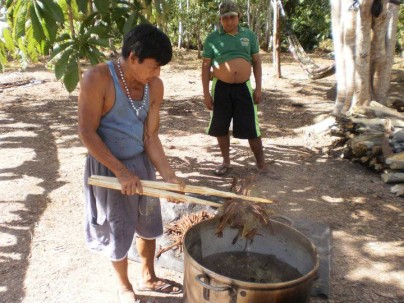 Planta de ayahuasca, la conocida liana amazónica que se usa para preparar la bebida alucinógena.  Foto: El País