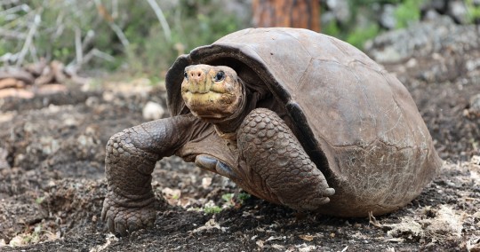 A la deshabitada y agreste isla Fernandina, esperan llegar con ese propósito científicos de la organización Galápagos Conservancy y guardaparques del Parque Nacional Galápagos / Foto: EFE