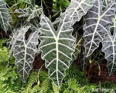 Las plantas domesticadas por precolombinos dominan la Amazonía
