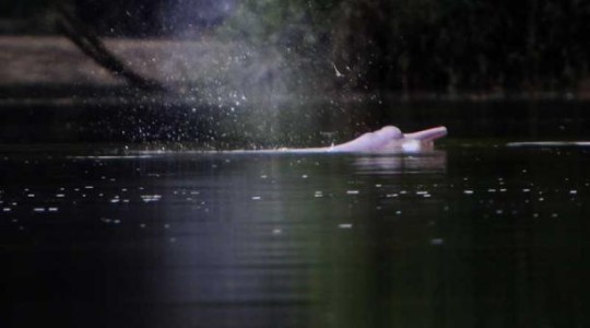 Luego de 10 años de haber ingresado por primera vez en la lista roja de la UICN, el Delfín Rosado del Amazonas fue catalogado como "en peligro" de extinción. Foto: El Comercio