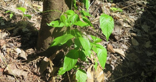 Es parte de una tradición milenaria de la Amazonía ecuatoriana/ Foto: cortesía