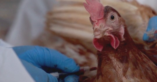 Los técnicos trabajan para que los protocolos del uso de la vacuna cumplan con las recomendaciones de la OMSA / Foto: cortesía Agrocalidad 