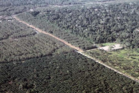 El Yasuní es reconocido como una de las zonas más biodiversas del mundo. Foto: Archivo. Foto: La Hora