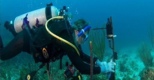 Los científicos concluyeron que los hidrófonos combinados con la IA son una potente herramienta para vigilar la abundancia de peces en el ecosistema/ Foto: Cortesía EFE