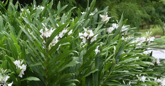 Plantas no nativas han invadido los ecosistemas de los Andes, generando perturbaciones para la flora endémica de la mayor cordillera de América del Sur  / Foto: cortesía