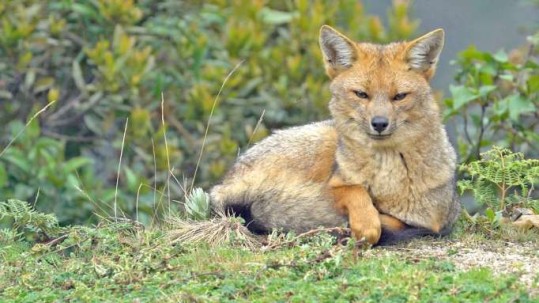 TRANQUILIDAD. La vida silvestre descansa con tranquilidad ante la ausencia de visitantes. / La Hora