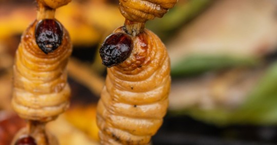 Los chontacuros o mayones son considerados un tesoro culinario y cultural de Ecuador. 