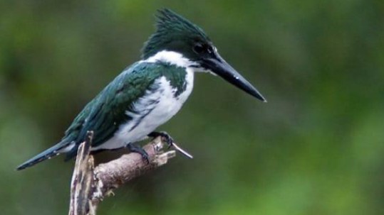 El objetivo es conocer el estado de conservación de las aves en el parque y la biodiversidad de la zona. Foto: EFE
