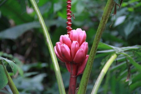 Plantas de la Amazonia ecuatoriana
