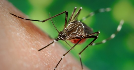Al año se producen en el planeta unos 700 millones de infecciones por picaduras de mosquitos. Casi un millón deriva en la muerte de la persona, "en la mayoría de los casos por malaria" / Foto: EFE