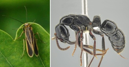 Describieron la hormiga tigre de Mashpi y la Chimarra Mashpi, dos ejemplares que hasta el momento se encontraban en investigación para ser oficialmente reconocidas / Foto: cortesía Primicias 
