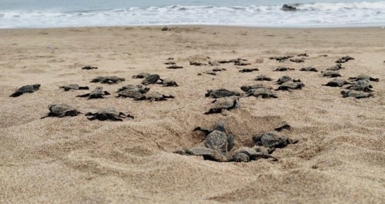Más de 42 mil tortugas marinas han nacido en Esmeraldas desde el 2019 / Foto: Ministerio de Medio Ambiente