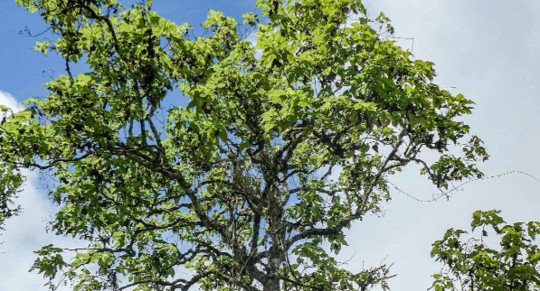 La Scalesia es un género de varias especies endémicas de plantas de Galápagos, anotó este domingo la FCD / Foto: cortesía Fundación Darwin