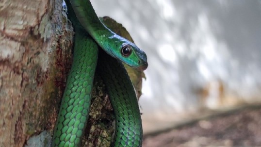 La liberación se produjo luego de que cumplieron con todos los protocolos de valoración veterinaria en el zoológico municipal Coca Zoo / Foto: cortesía ministerio de Ambiente