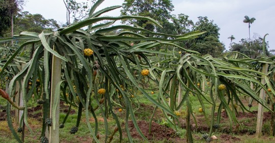 El MAAP cifró en al menos 160 las hectáreas de bosques amazónicos que se han perdido desde 2019 hasta la fecha en el cantón Palora, en Morona Santiago / Foto: El Oriente 