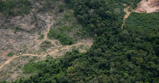 "El tráfico de drogas puede provocar deforestación de manera directa e indirecta", resalta el documento elaborado por la JIFE / Foto: cortesía WWF