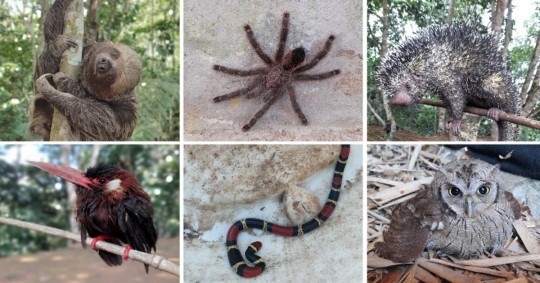 Los animales cumplieron la cuarentena en el Zoológico Municipal Coca Zoo / Foto: cortesía MAATE