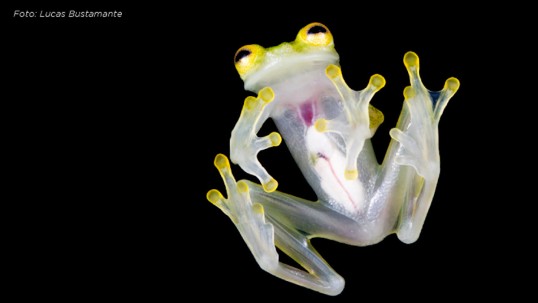 Dos nuevas especies de ranas de cristal fueron descubiertas en Ecuador / Foto: cortesía ministerio de Ambiente