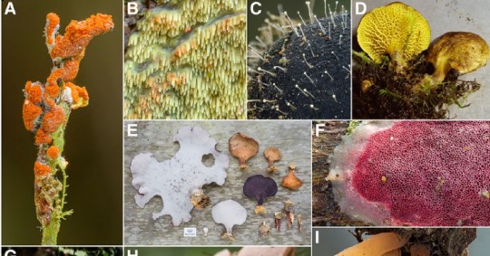 Los Cedros es una reserva de bosque nublado primario y se encuentra entre las últimas cuencas hidrográficas no explotadas en la vertiente occidental de los Andes / Foto: cortesía Revista Botanical Studies