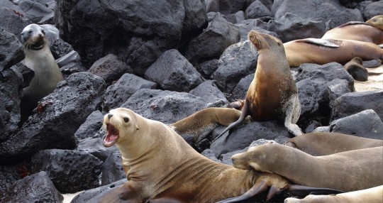 Científicos intentan descifrar el catálogo genético de Galápagos / Foto: EFE