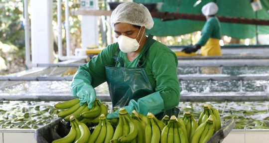 Ministros latinoamericanos se reúnen en foro virtual de Ecuador sobre banano / Foto: EFE
