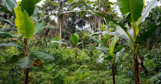 En la ceremonia se pusieron en valor las "chakras" indígenas de los Andes y de la provincia de Napo de la Amazonía de Ecuador/ Foto: cortesía FAO