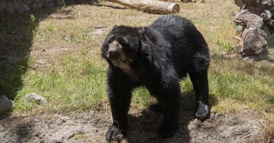 El oso andino, también conocido como oso de anteojos, se ubica dentro de la Lista Roja de Mamíferos del Ecuador y se lo cataloga "En Peligro" / Foto: cortesía ZooQuito
