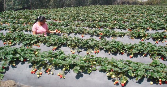 España busca 250 agricultores ecuatorianos / Foto: cortesía de la cancillería