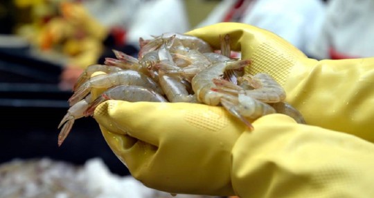 El precio promedio de la libra de camarón cayó de los 2,84 dólares en 2022 a los 2,35 dólares en 2023 / Foto: cortesía Cámara Nacional de Acuacultura 