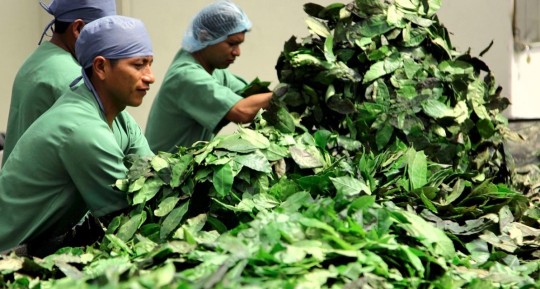 India ha crecido este año como mercado para la guayusa ecuatoriana / Foto: cortesía CAF
