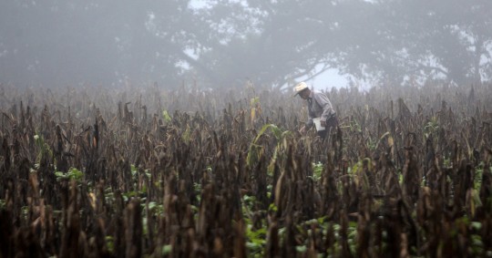 El aumento de la malnutrición podría ir ligado a un descenso de las cosechas, debido a las sequías que podrían afectar la plantación de maíz y legumbres / Foto: EFE