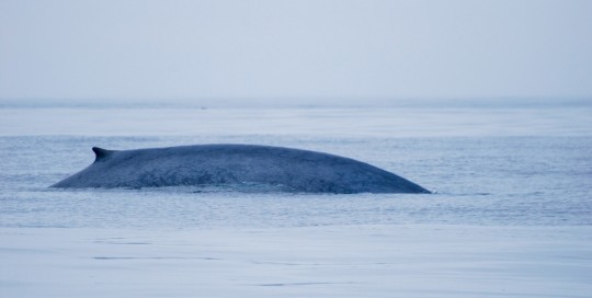 "Más de 7.000 ballenas migran cada año a través de un tramo poco profundo frente a la costa de Ecuador" / Foto: cortesía Smithsonian 