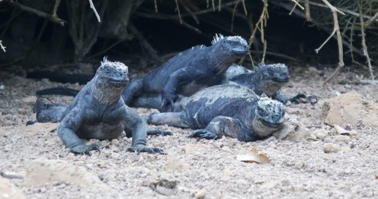 Tras el rastro de la iguana de Galápagos, el único lagarto marino del mundo / Foto: EFE