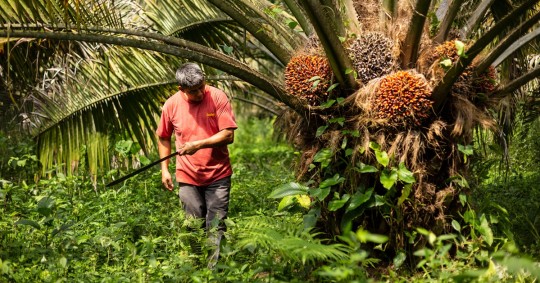 Se busca establecer prácticas de producción sostenible y libre de deforestación / Foto: cortesía CI- Ecuador 