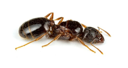Un estudio publicado en la revista especializada Check List, presentó una lista actualizada de 15 especies de hormigas introducidas en Ecuador / Foto: cortesía