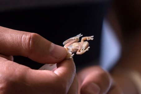 La rana, encontrada en 1998 y recientemente famosa, se distingue por su piel transparente. Foto: Ecuavisa