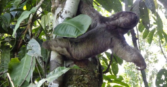 MAAE libera animales silvestres en Orellana / Cortesía de MAAE