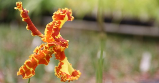 El Pangui, ‘Orquídea de la Amazonía’ / Foto: El Oriente