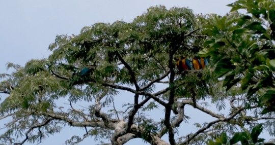 Reino Unido anuncia protección para hábitats de biodiversidad en el mundo, incluido Ecuador / Foto: El Oriente
